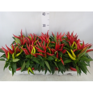 Capsicum annuum 'Joker'