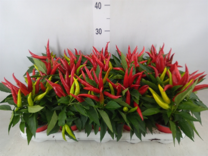 <h4>Capsicum annuum 'Joker'</h4>