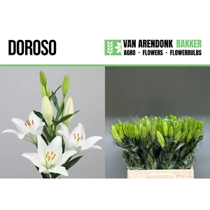 LI LA DOROSO