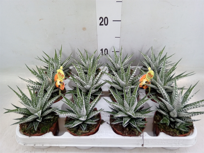 <h4>Haworthia fasciala 'Alba'</h4>