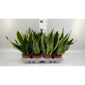 Sansevieria trifa. 'Futura Superba'
