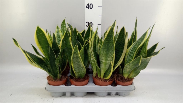<h4>Sansevieria trifa. 'Futura Superba'</h4>