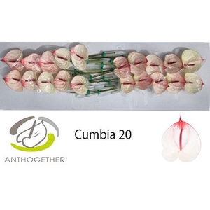 ANTH A CUMBIA 20