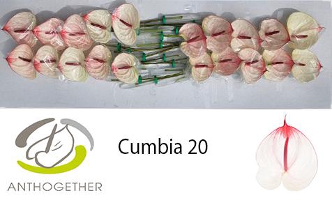 <h4>ANTH A CUMBIA 20</h4>