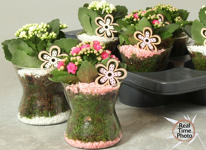 <h4>ARR KAMERPL</h4>