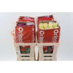 R Gr Assorti Mixed 50cm CO