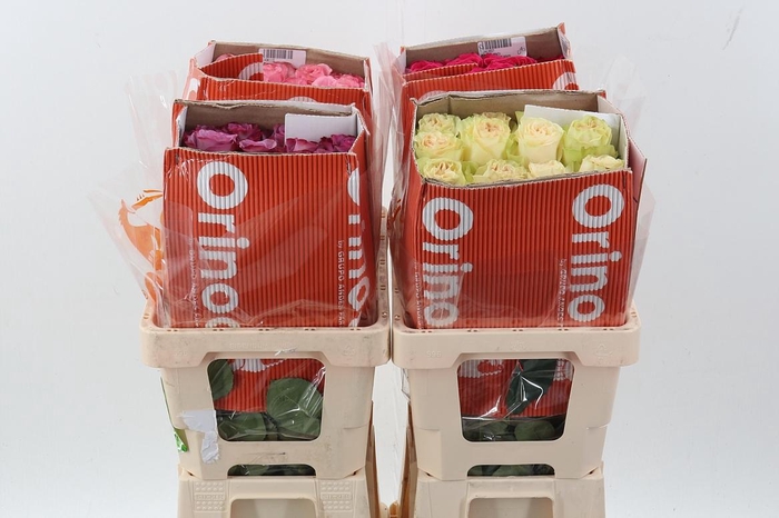 <h4>R Gr Assorti Mixed 50cm CO</h4>