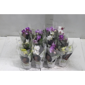 PHALAENOPSIS MINI P06