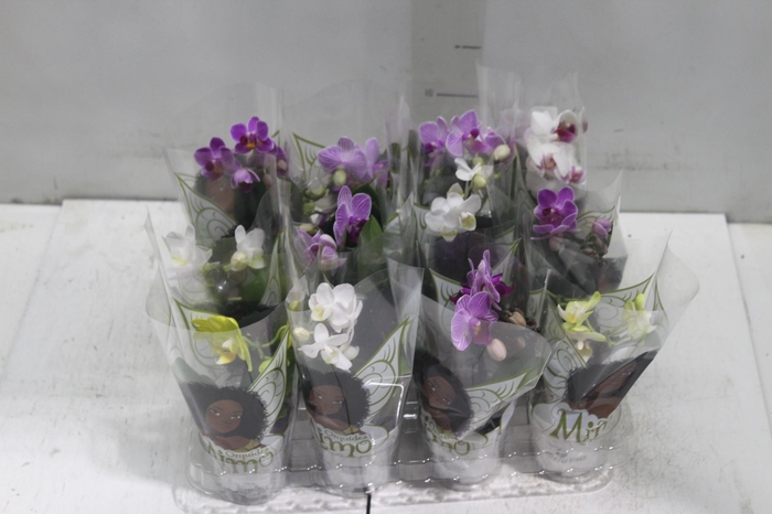 <h4>PHALAENOPSIS MINI P06</h4>