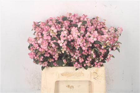 <h4>Sympho Sofie</h4>