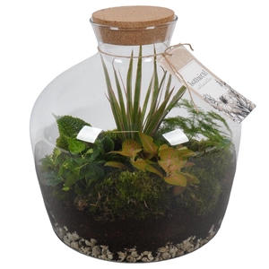 PTGIG2177 Arrangement Greens in glass in glazen terrarium