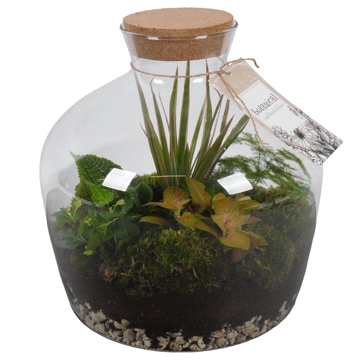 <h4>PTGIG2177 Arrangement Greens in glass in glazen terrarium</h4>