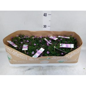 Campanula  'Ambella Pink'