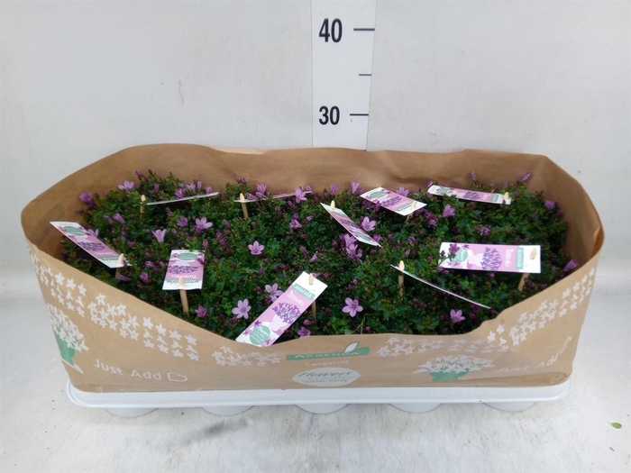 <h4>Campanula 'Ambella Pink'</h4>