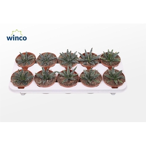 Agave Victoriae-reginae