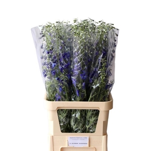 Delphinium en Völkerfrieden