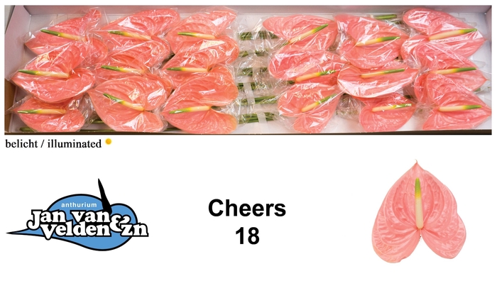 <h4>Anthurium Cheers</h4>