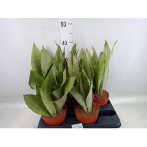 Sansevieria trifa. 'Moonshine'