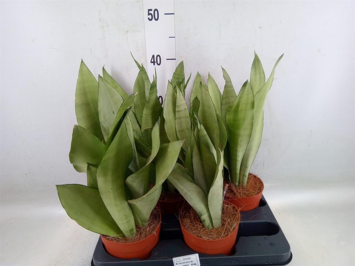 <h4>Sansevieria trifa. 'Moonshine'</h4>