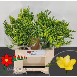 Freesia enk Gold River
