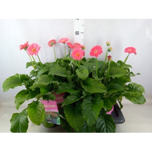 Gerbera  'Garvinea Sweet Heart'