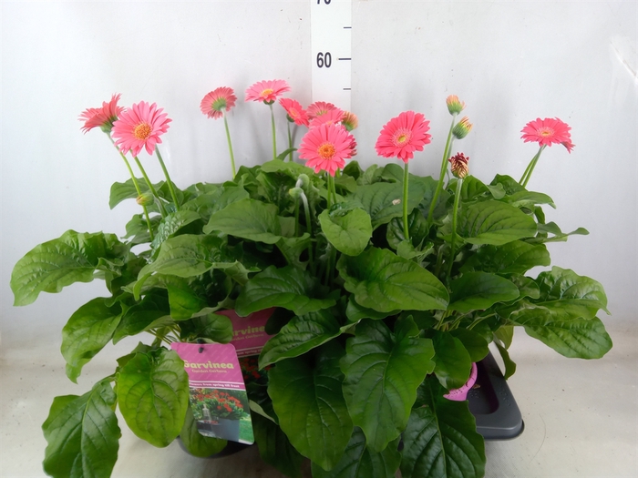 <h4>Gerbera  'Garvinea Sweet Heart'</h4>