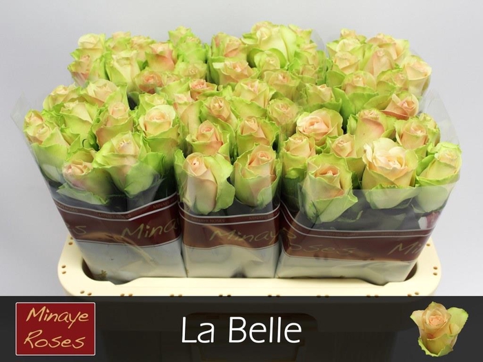 <h4>Rosa large la belle</h4>