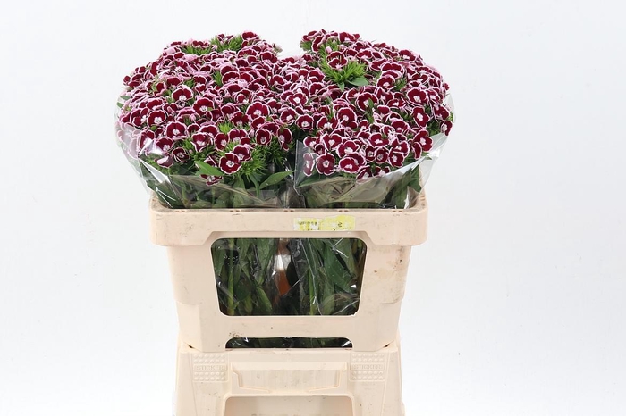 <h4>Di Barb King</h4>