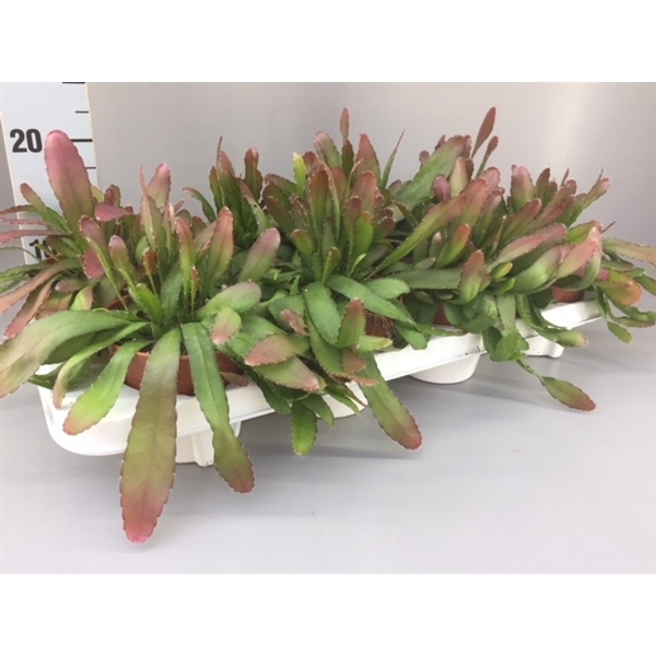<h4>rhipsalis red coral</h4>