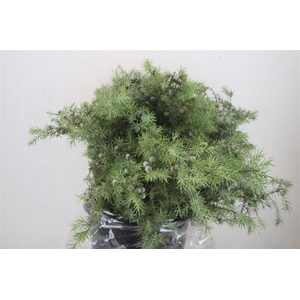 Jenever Berry 300gr P Bunch