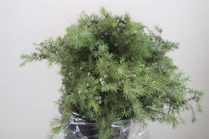 <h4>Jenever Berry 300gr P Bunch</h4>