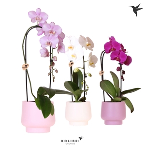 Kolibri Orchids Phalaenopsis Cascade Niagara Fall mix 1 spike in Scandic pot pink mix