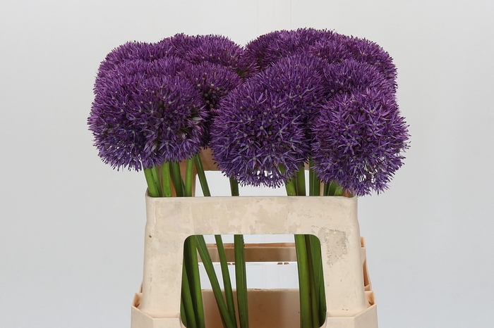 <h4>Allium Pinball Wizard</h4>