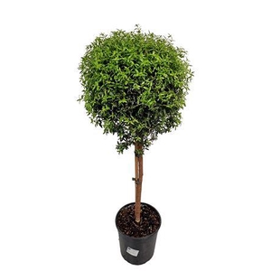 Myrtus Communis Stem - 1091