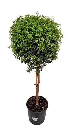 <h4>Myrtus Communis Stem - 1091</h4>