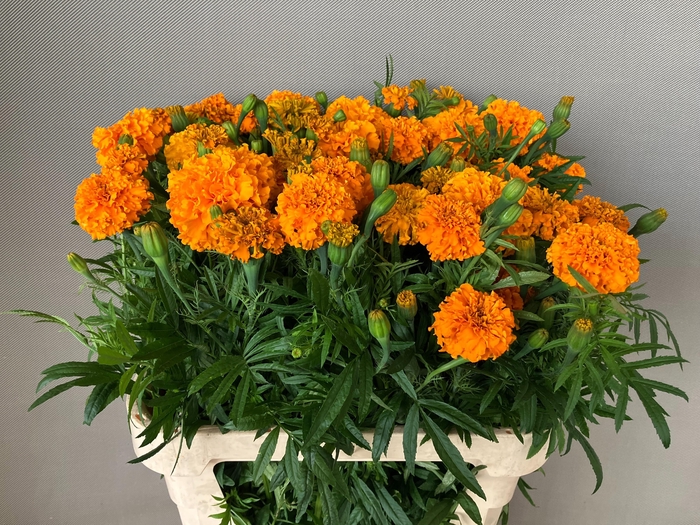 <h4>TAG E PROMISE ORANGE</h4>