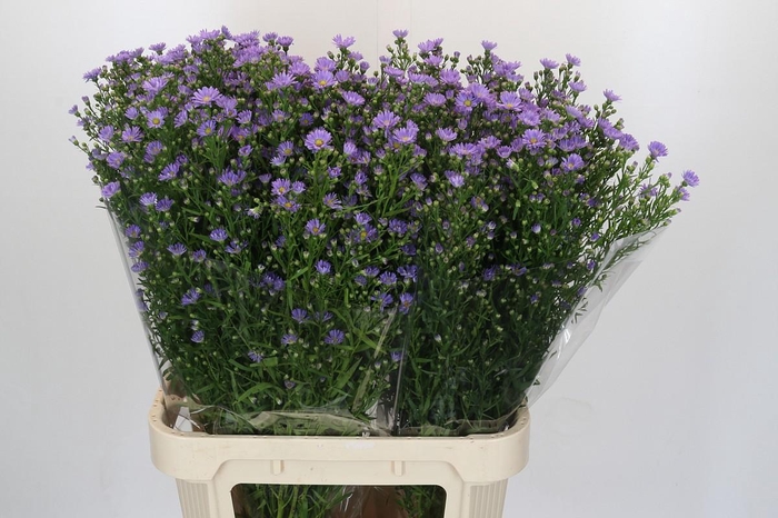 <h4>Aster Cassandra</h4>