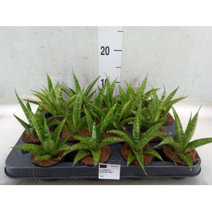Sansevieria trifa.   ...