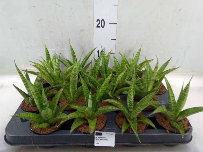 <h4>Sansevieria trifa.   ...</h4>