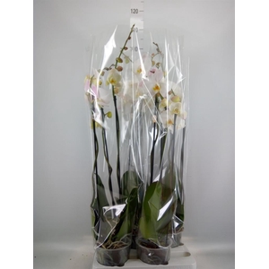 Phalaenopsis   ...white