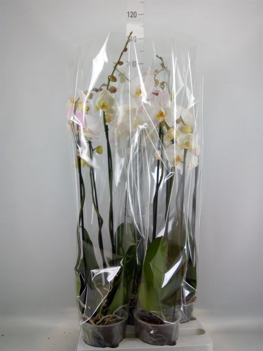 <h4>Phalaenopsis   ...white</h4>