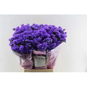 Lim S Acqua Su Birds