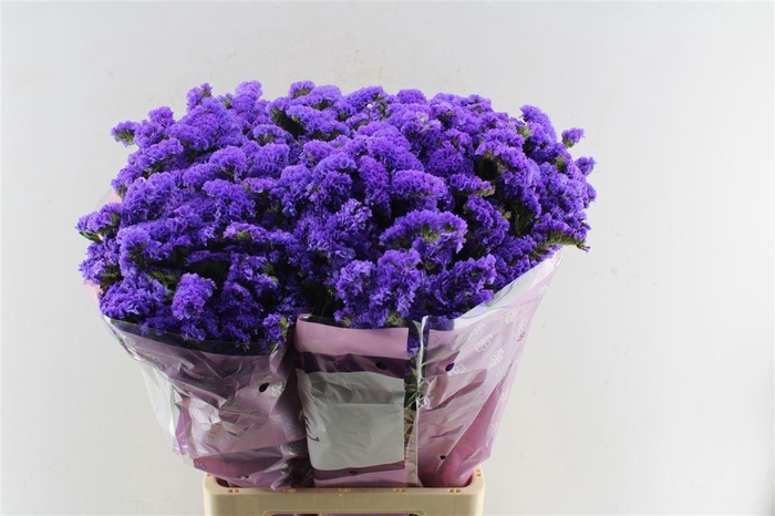 <h4>Lim S Acqua Su Birds</h4>