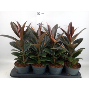 Ficus elastica 'Melany'