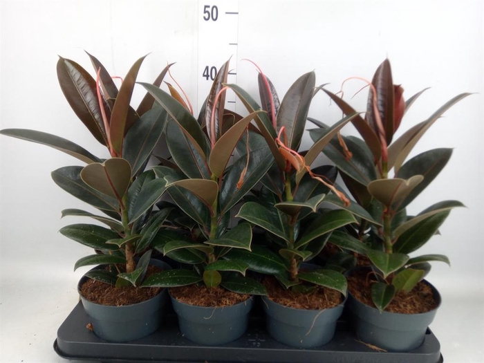 <h4>Ficus elastica 'Melany'</h4>