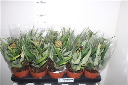 <h4>Ananas Mi Amigo</h4>