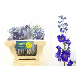 Delph En Black Knigh