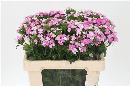 <h4>Di Barb Pink Amazone</h4>