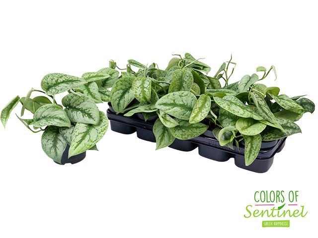 <h4>Scindapsus Trebie</h4>