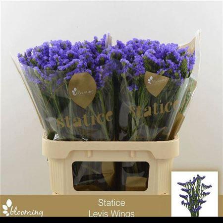 <h4>Lim S Levis Wings</h4>